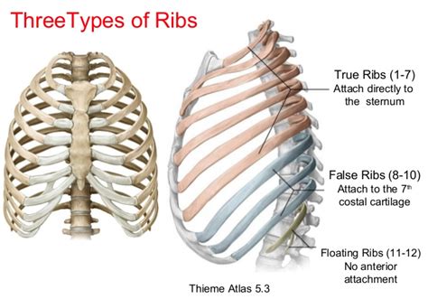 True Ribs Anatomy
