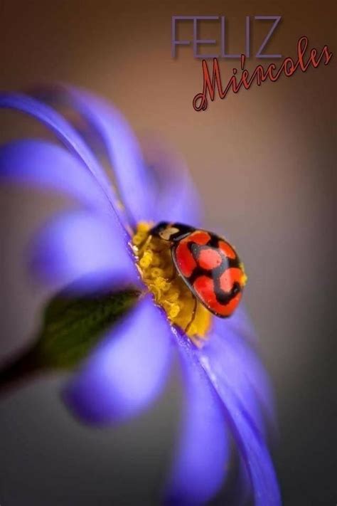 Pin by Marynecho on Buenos días Ladybug Beautiful bugs Bugs and insects