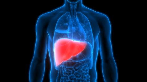 Liver Health Nutraceuticals Countering A Modern Age Concern