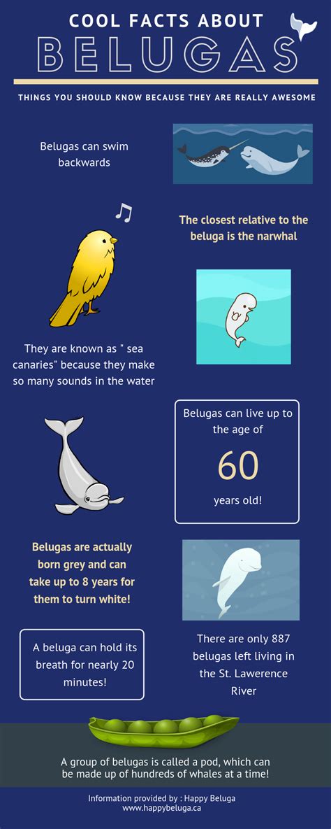Just A Few Cool Facts About Belugas Rinfographics