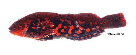 Odfw Finfish Species Other