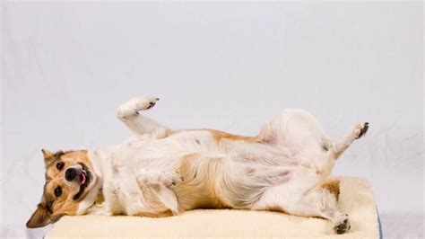Do Dogs Have Belly Buttons Spot Problems With Your Dogs Navel