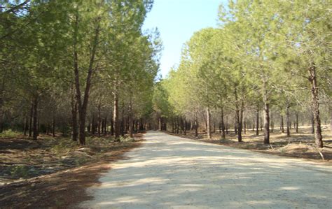 Filealsos Forest Path For Pedestrians During Summer In Nicosia