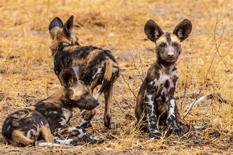 Botswana Wild Dogs Pups