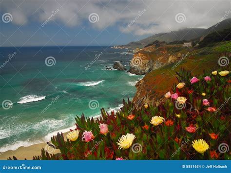 Coastel Flowers Stock Photo Image Of Oceans Flowers 5851634