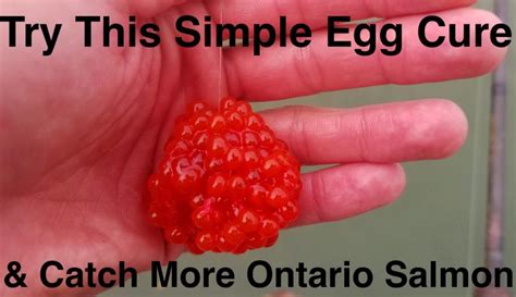 Try This Simple Egg Cure And Catch More Ontario Salmon Pautzke Bait Co