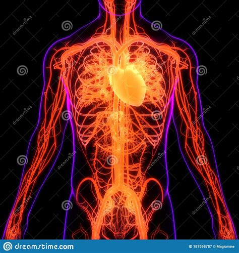 Human Internal Organs Circulatory System Heart Anatomy Stock