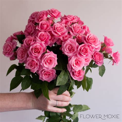 Pink Spray Rose Flower Diy Wedding Flowers Flower Moxie