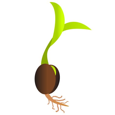 Seed Germination Clipart 20 Free Cliparts Download Images On