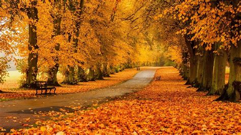 Autumn Leaves At The Park Path Wallpapers Wallpaper Cave
