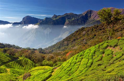 Gods Own Country Munnar