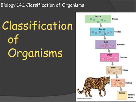 Biology 141 Classification Of Organisms
