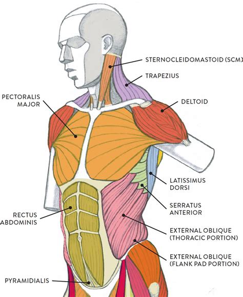 An Image Of The Muscles And Their Major Functions In Human Body Diagram