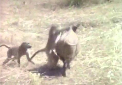 Video Hunting Wild Boars With Monkeys Outdoorhub