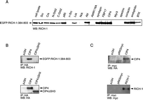 Interaction Between Rich 1 And Sh3 Domains A Interaction Of