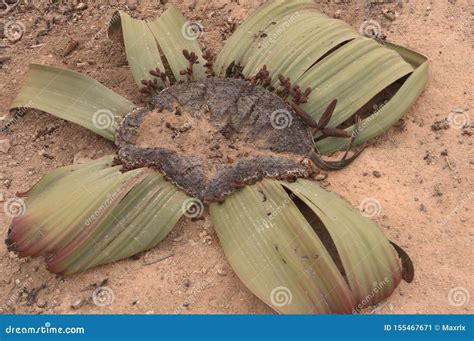 Closeup View Of Broad Leafed Welwitschia Mirabilis Stock Image Image