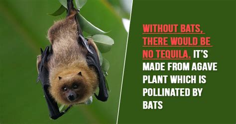 10 Bat Facts That Are Bizarre But Interesting At The Same Time