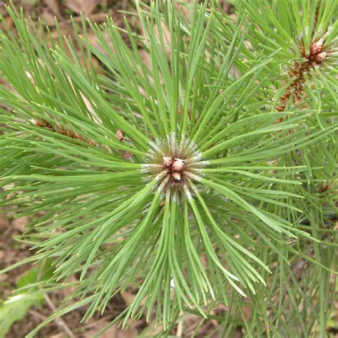 Pinus Nigra Var Austriaca En Topiaire Pin Noir Dautriche Taillé