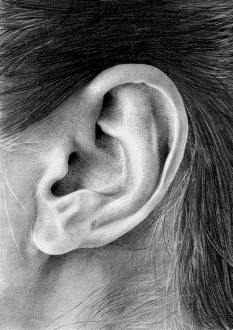 Ear Pencil Drawings Uk Pencil Drawings Realistic