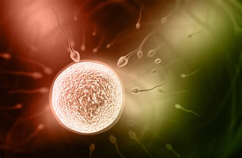 The Role Of Sperm In Fertility Viera Fertility