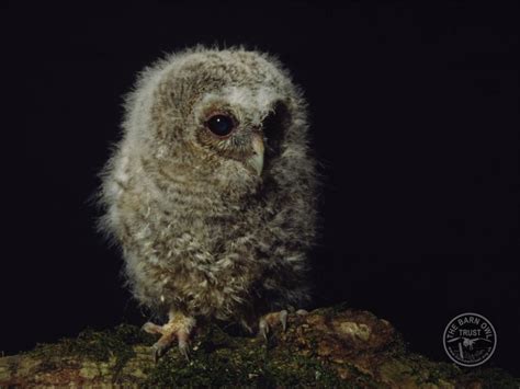 Owlet Identification And Ageing The Barn Owl Trust