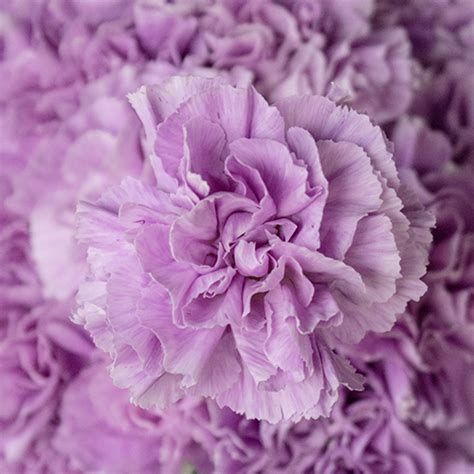 Lavender Light Purple Carnation Flowers Bulk Flowers Fiftyflowers