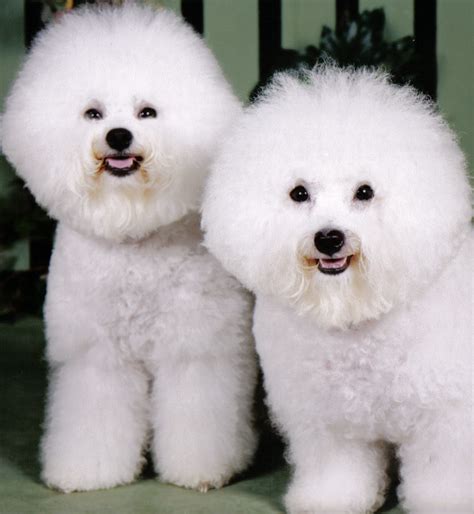 Such Good Dogs Breed Of The Month Bichon Frise