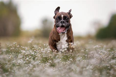 Boxer Dog With A Big Smile Photograph By Tamas Szarka Fine Art America