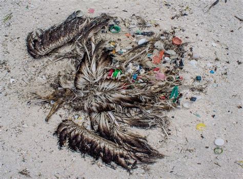 For Midway Atolls Birds Plastic Is The Main Dish Midway Atoll