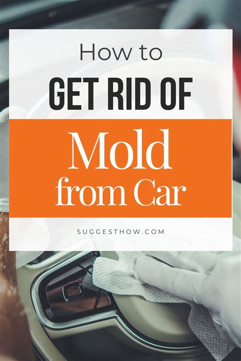 Contact a certified mold inspector to confirm the substance is black mold. How to Get Rid of Mold in Car in 2020 | Get rid of mold ...
