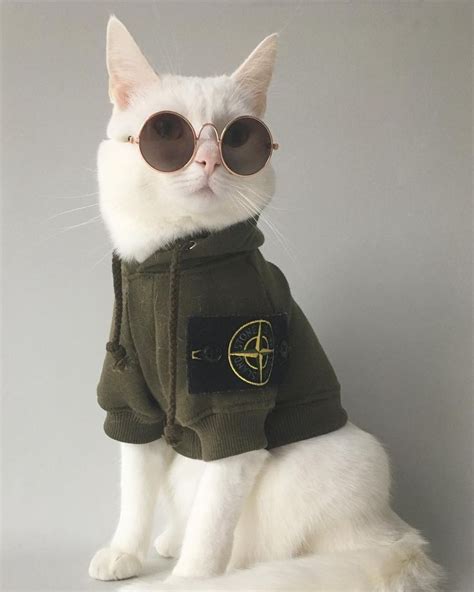 Fashion ️ ️🐾 Fluffy Kittens Cute Kittens Cats And Kittens Gorgeous