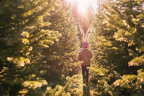 Maybe you would like to learn more about one of these? Long Island Christmas Tree Farms
