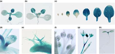 Expression Patterns Of Arabidopsis Thaliana Homeobox 12 Athb12