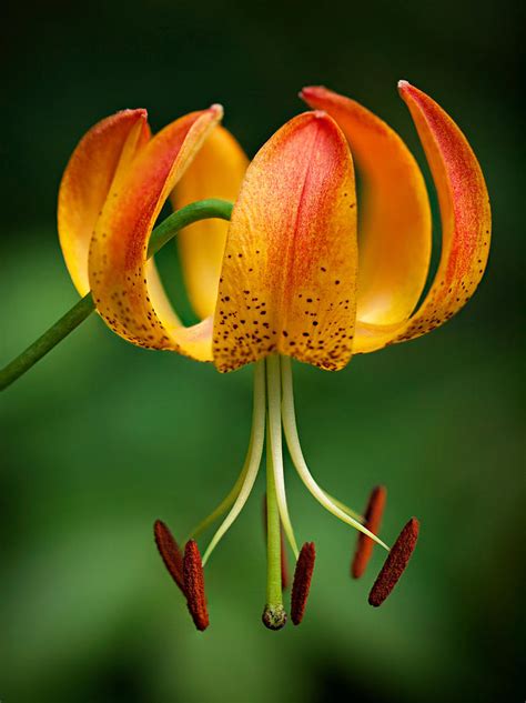 Turks Cap Lily Wildflowers Of The Smokies Photograph By Cades Cove