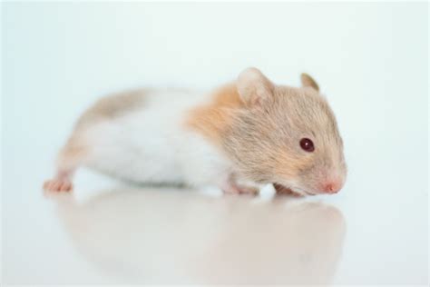 Loðholts Einstök Dove Tortoiseshell Banded Syrian Hamster Baby A