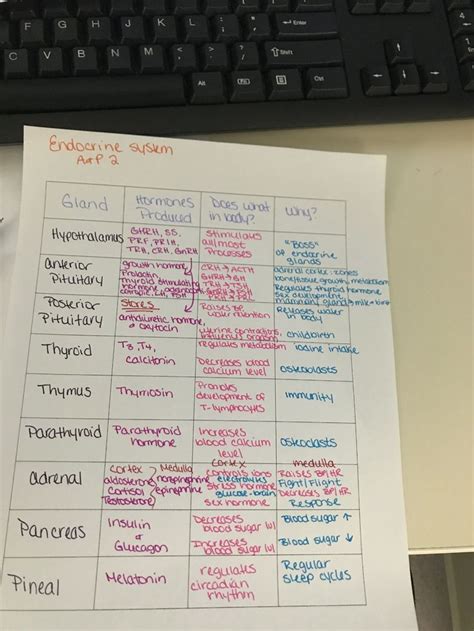 Endocrine System Medical School Studying Nursing School Notes