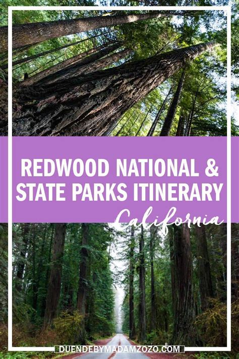 Californian Redwood Forest Road Trip Best 2 Day Itinerary Redwood