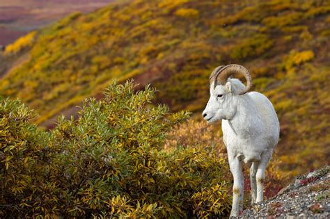 Dall Sheep In Fall Color In Denali Natl Park Fine Art Photo Photos By