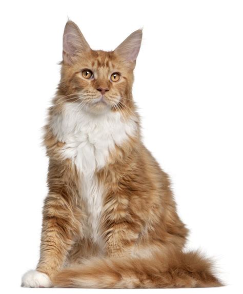 Another maine coon trait is that these cats grow extremely fast, but mature extremely slowly. Pin on Animals