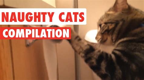 Naughty Cats Video Compilation 2016 Youtube