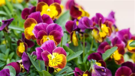 The best garden beds have a progression of plants in bloom and the flowers that are in bloom at the same time complement each other. 17 Best Plants for Cool-Season Color - Sunset Magazine ...