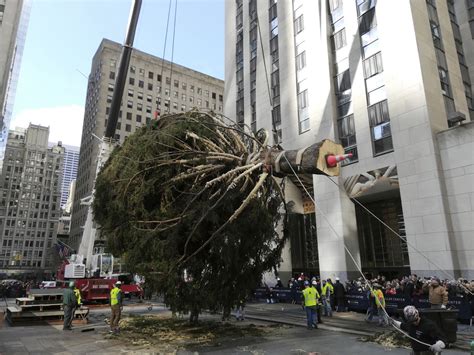 New York Citys Rockefeller Center Christmas Tree Goes Up