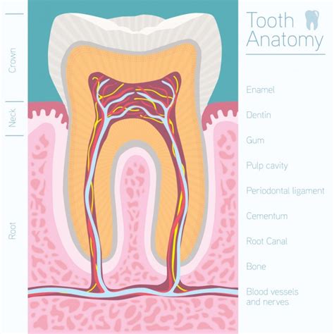 Tooth Anatomy Design Vector Free Download