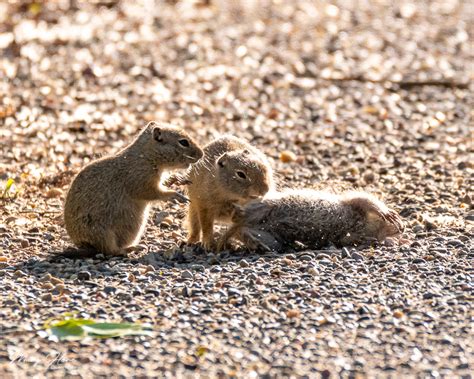 Cute And Funny Baby Gophers Tales From The Backroad