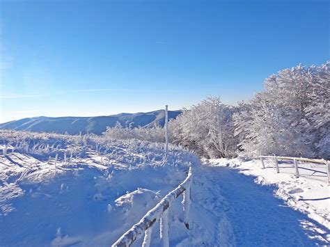 Free Images Landscape Tree Nature Forest Snow Sky Trail White