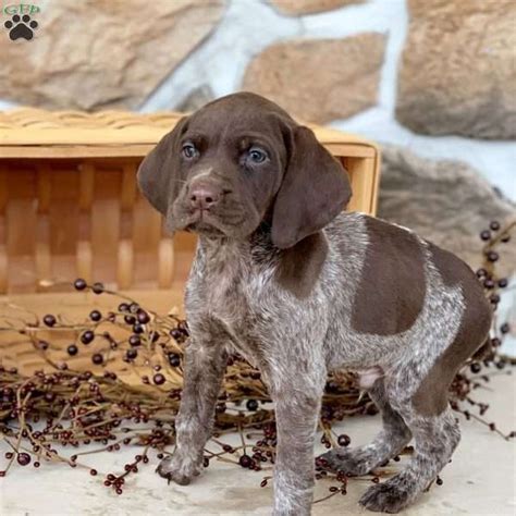 Find puppies for sale, started dogs for sale and finished dogs from all sorts of different pointing breeds, retrieving breeds and flushing breeds. Freddie - German Shorthaired Pointer Puppy For Sale in ...