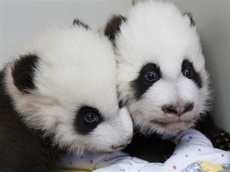 Atlanta Zoo Names 2 Panda Babies The Two Way Npr