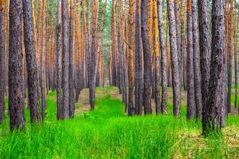 Beautiful Summer Pine Forest Stock Image Image Of Beauty Panoramic