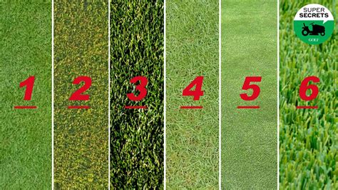 052023 6 Grass Types Every Golfer Should Know And How Each Affects