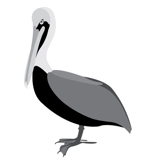 Pelican Clipart Sea Bird Pelican Sea Bird Transparent Free For